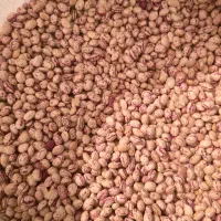 لوبیا چیتی لوکس