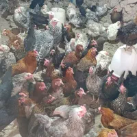 مرغ حلی|حیوانات مزرعه|دهبکری, |دیوار