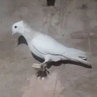 کفتر|پرنده|سبزوار, شرق کال عیدگاه|دیوار