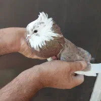 دوتا شازده همای نر و ی نر سبز و ی سفید سینه ماشی|پرنده|تهران, جیحون|دیوار