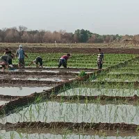 شلتوک|خوردنی و آشامیدنی|کوهنجان, |دیوار