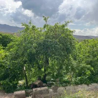 4 دیواری / باغ / روستای وشنوه /تهاتر