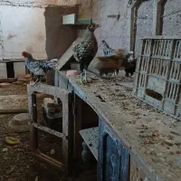 مرغ ویروس مینیاتوری،سرایت اصیل،پولک منظم|حیوانات مزرعه|مشهد, دانشگاه فردوسی|دیوار