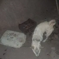 قد یک متر