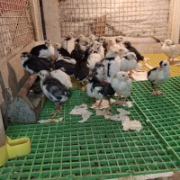 جوجه گلین|حیوانات مزرعه|چغادک, |دیوار