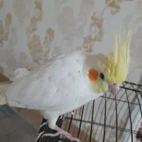 عروس هلندی دستی