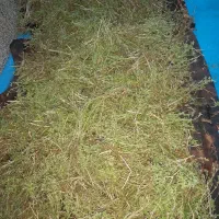 آویشن کوهی برگ پهن