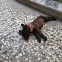 توله مالینویز نر