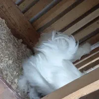 مرغ و خروس|حیوانات مزرعه|رشت, کوی امام رضا|دیوار