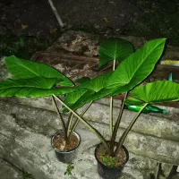 بابا آدم|گل و گیاه طبیعی|پردیس, فاز ۲|دیوار