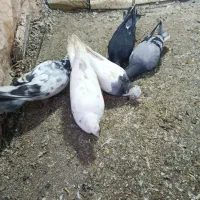 کبوتر|پرنده|بیستون, |دیوار