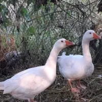 بوقلمون و غاز تخم گذار نر و ماده|حیوانات مزرعه|رودهن, |دیوار