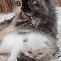 گربه نژاد دار