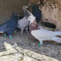 چند عدد رنگی با یک سار کرمانی|پرنده|تربتحیدریه, چهارراه خواف|دیوار