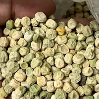 بذر هندوانه ونخود فرنگی زیر قیمت|خدمات باغبانی و درختکاری|آق قلا, |دیوار