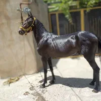اسب اصیل