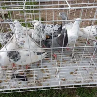 کبوتر دونیی ۱۵۰|پرنده|خشکبیجار, |دیوار