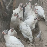 مرغ شاخدار (گینه ای)