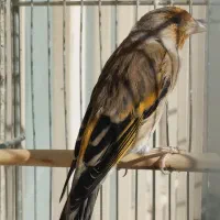 سهره قناری دهن لر و سهره متولد قفس