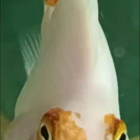 پرت کوهاکو|ماهی|شیراز, وصال|دیوار