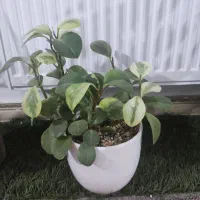 گل قاشقی ابلق کروتون