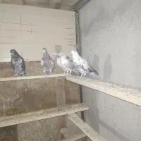 ۱۰ عدد کبوتر پرشی و خیلی خوب ۱۵۰۰|پرنده|شهریار, شهرک نماز (دینار آباد)|دیوار