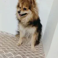 سگ پامر دم روباهی|سگ|کرمان, |دیوار