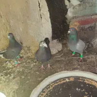 سه تا نر عتیقه