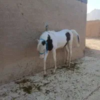 گوشی آک اس ۲۵ عوض میشه با اسب نریان