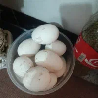 تخم غاز نطفه دار