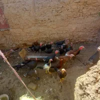 بقلمون|حیوانات مزرعه|مشهد, پرکندآباد|دیوار