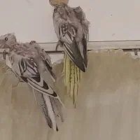 عروس هلندی مولدباجوجه ها و قفس کامل|پرنده|شیراز, شیخ علی چوپان|دیوار