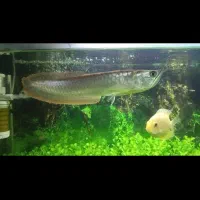 ماهی آروانا و اکواریوم