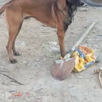 مفقود شدن دوتا سگ مالینیوز