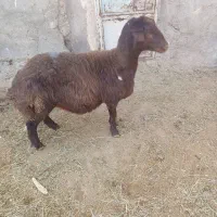 فروش بره جوان ابستن|حیوانات مزرعه|فامنین, |دیوار