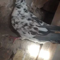 ماده شغالی|پرنده|یزد, |دیوار