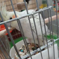 عروس هلندی جفت با 4تا تخم