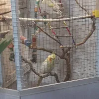 قفس به همراه عروس پاریس|لوازم جانبی حیوانات|اهواز, کارون|دیوار