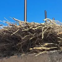 چوپ خشک و هیزم