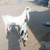 بز گلابی اصل|حیوانات مزرعه|داراب, |دیوار