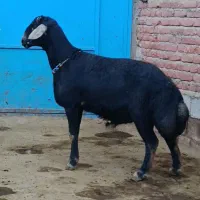قوچ‌ قرچال‌ جنس درجه یک‌