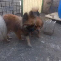 گمشده،مژدگانی خوبی میدم|حیوانات|محمدشهر, محمدشهر|دیوار