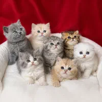 بچه گربه ۵ ،۲ماهه