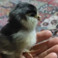 جوجه کوشین مشکی مرندی رسمی