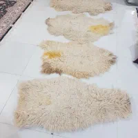 پشم گوسفند بعنوان زیر انداز
