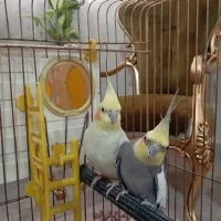 یک جفت عروس هلندی تخم گذار|پرنده|شاهدشهر, |دیوار