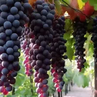 نهال قلمه میم انگور سردشتی ترکمن ۴گونه سیاه بیدانه