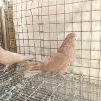 کفتر