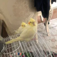 عروس هلندی لوتینیو|پرنده|سمنان, |دیوار