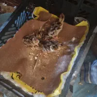 جوجه بوقلمون